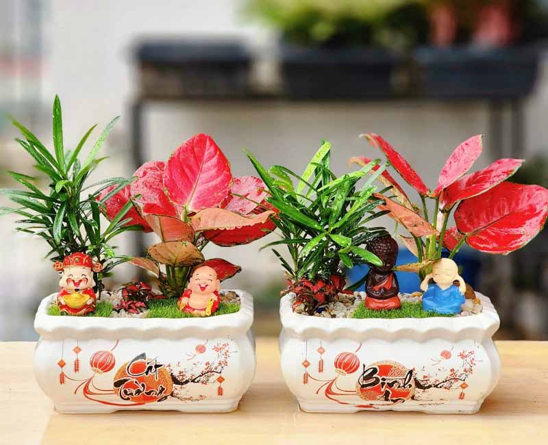 Tặng chậu cây mini cũng là ý tưởng hay cho ngày 8/3