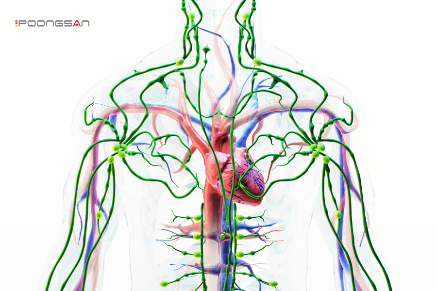 mát-xa hỗ trợ lưu thông hệ bạch huyết